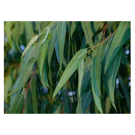 Eucalyptus feuille 100gr