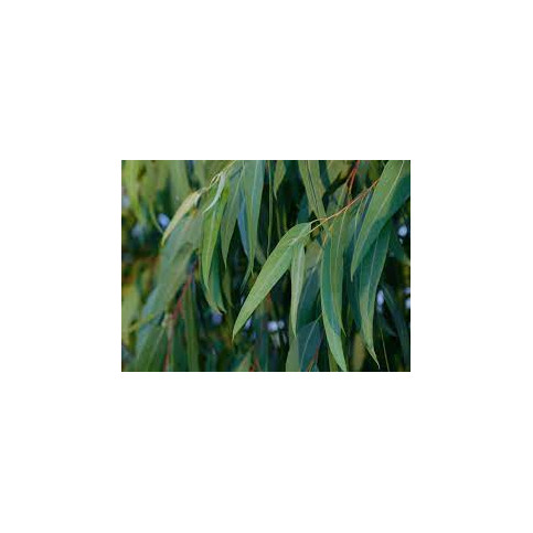 Eucalyptus feuille 100gr